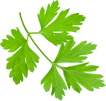 Coriander Powder Exporter in Gujarat